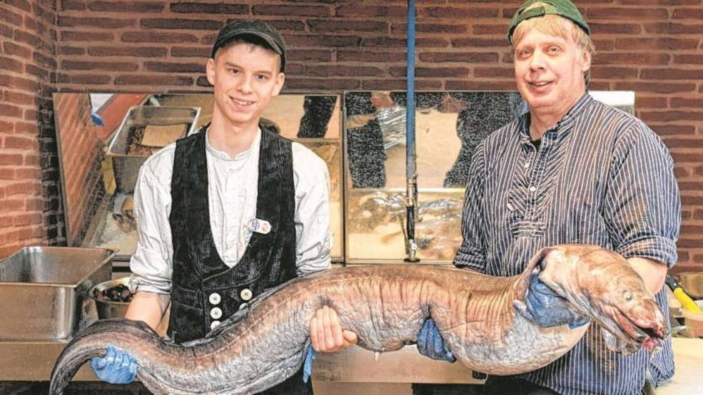 德国渔民捕获世界最大鳗鱼 长2.4米重75公斤(图)