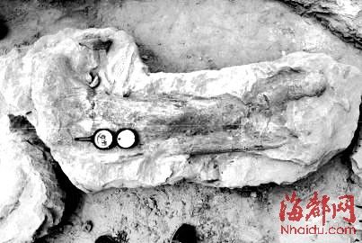 龙骨 四川农民修房挖地基挖出恐龙化石