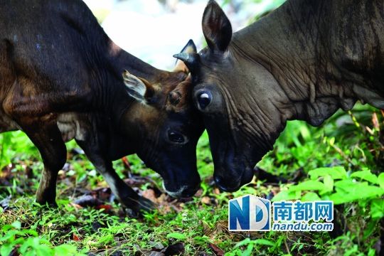 大屿山屿南道旁,两只黄牛在打架.