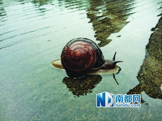雨后巨型蜗牛,台风天仅有的兴奋点。