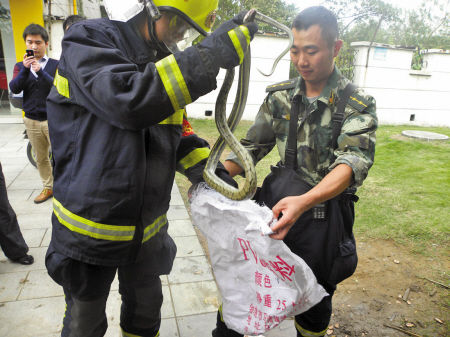 救猫、开锁、捅马蜂窝…这类事119几乎天天碰