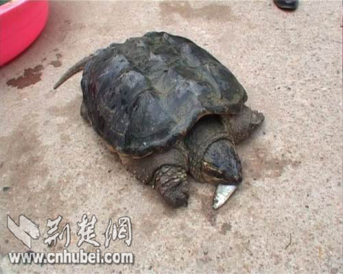 应城捕获19斤重蛇鳄龟:龟背13个突起 尾巴形似