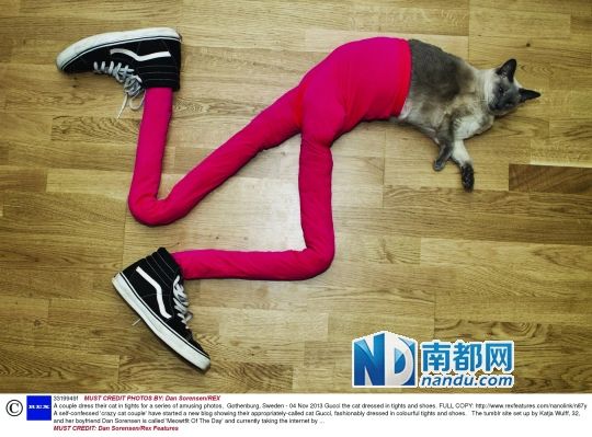 现在走猫步界,最红的就是这只15头身猫了!