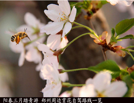 郑州周边赏花自驾路线一览