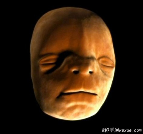 动画展示婴儿子宫内生长过程 小巧可爱如捏泥