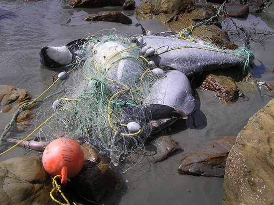 人类捕鱼破坏生态系统 或将导致新西兰海豚灭