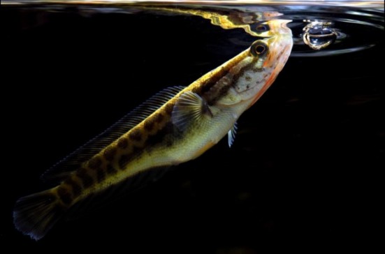 会计师的原生鱼拍摄计划_科技频道_凤凰网