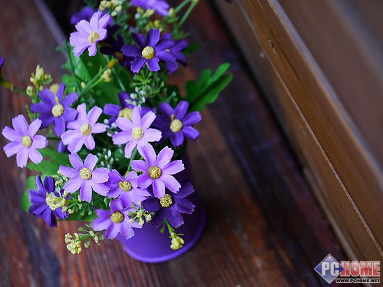 体验纯粹摄影 松下G5微距小品作品分享