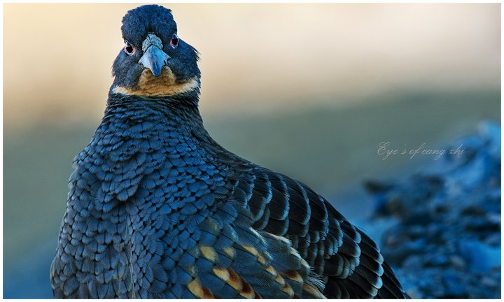 深秋寻梦 帕姆岭的雉鹑