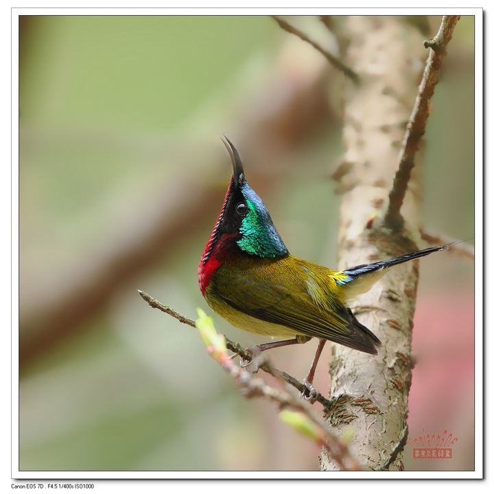 春心荡漾樱花林_科技频道_凤凰网