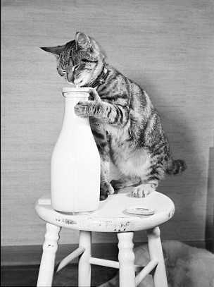 猫咪过生日动态图图片大全_猫咪过生日动态图