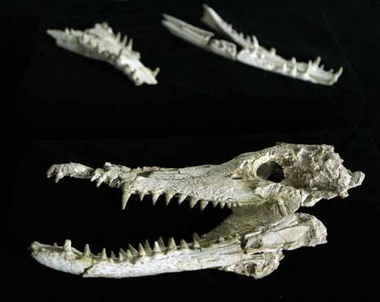 巴西圣保罗州发现的一种白垩纪鳄形类动物