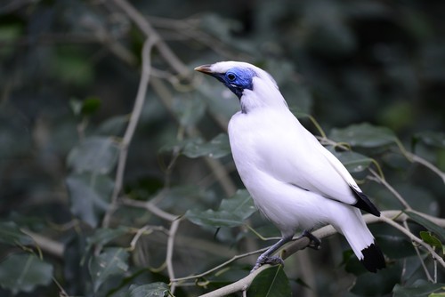 焦距:400mm　 光圈:f/5.6　 ISO感光度:1000　