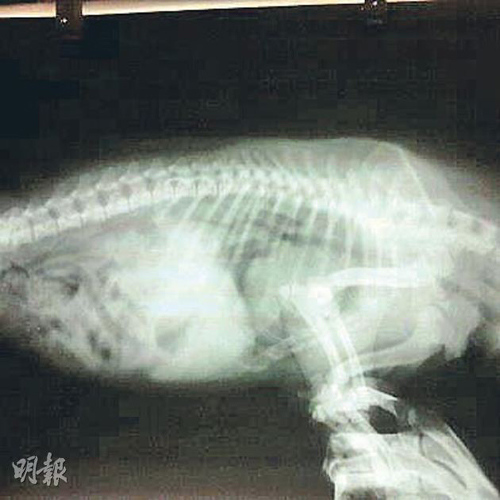 狗主公开“犬太郎”的X光。图片来源：香港“明报”