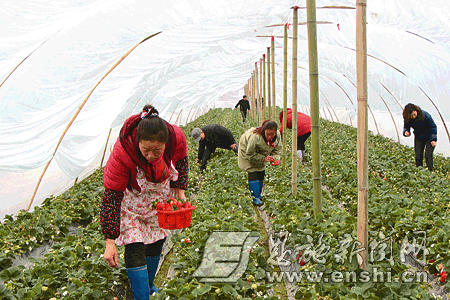 利川市南坪乡干堰村的高山生态草莓园走俏
