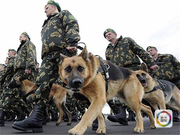 俄羅斯將為防控軍犬生產防彈衣圖