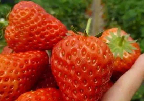 合肥草莓季来临小编教你辨别激素草莓