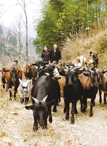 武陵山区扶贫攻坚:特色效益农业"摘"穷帽(图)