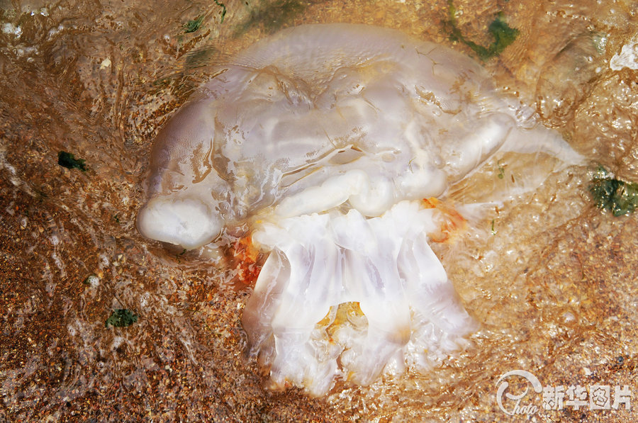 北戴河海滨浴场海蜇多过往年游人怕被蜇伤不敢下海