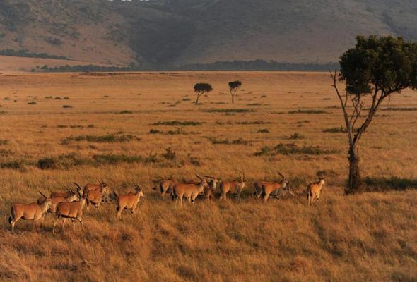 体验非洲大草原上的激情时刻