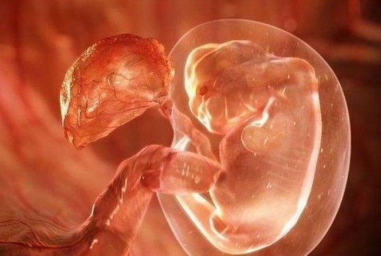 受孕全过程流程图片