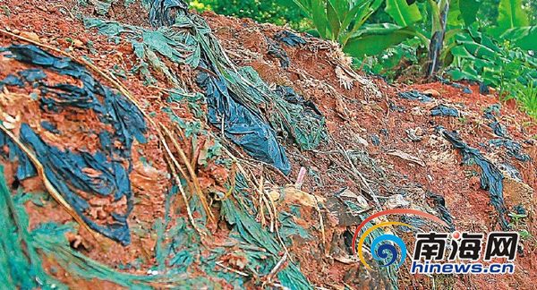海南农业地膜一年消耗量超万吨 降解难回收难