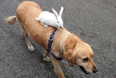 昨日中午,记者在金州东升街市场附近看到,兔子趴在金毛狗的背上,俨然