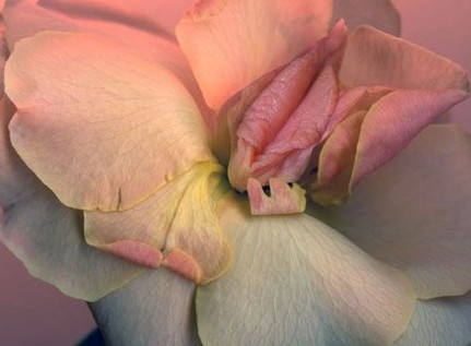 科学讲解女人子宫各种形状