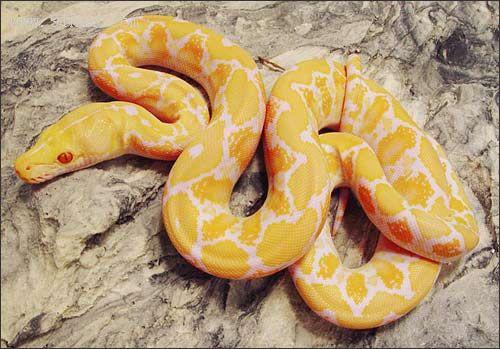 男子忘关窗 宠物黄金蟒"越狱"吓坏隔壁夫妻(图)