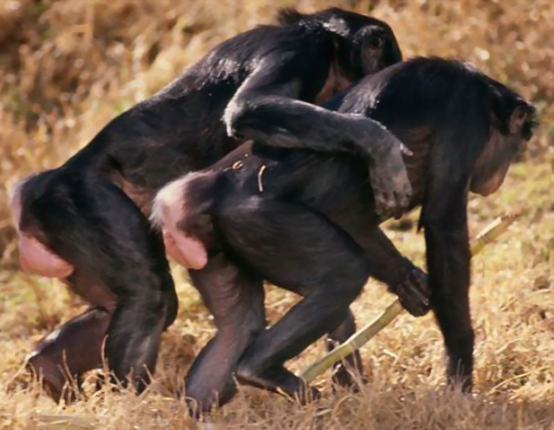 Homosexualität Tiere Homosexualität Tiere