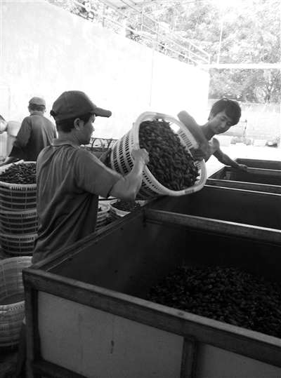 新闻资讯 凤观海南 连日来,在万宁,不断有槟榔加工户和种植户投诉反映