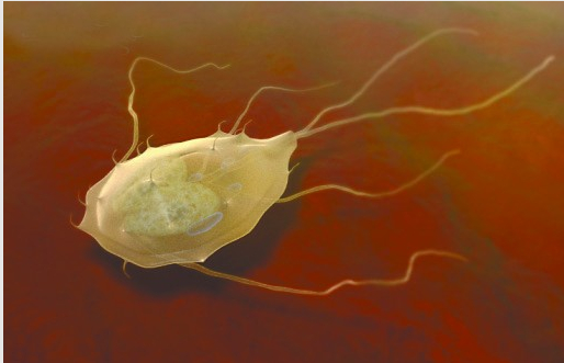 传黄河调水捎来危险虫卵权威解读