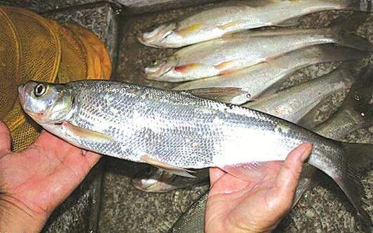 图为:丹江翘嘴白(资料图片)