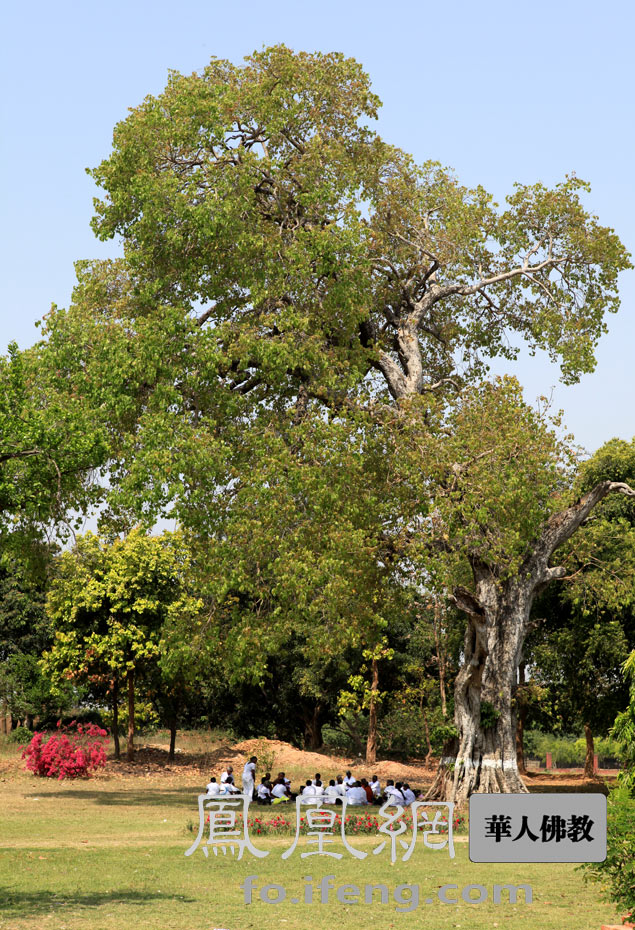 祗树给孤独园24个雨季的传奇