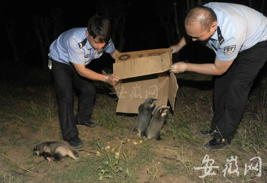 路邊土洞冒出4只小豬獾 肥西民警連夜放生