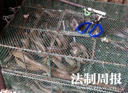 湖南岳阳每天吃蛇近两千斤 官方收缴千条放生(图)
