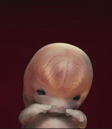 高显下胎儿发育美妙过程图