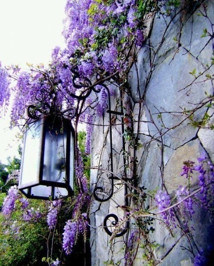 当浪漫爬上墙头