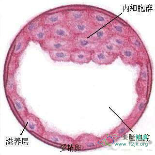 图解演示女性受孕全过程