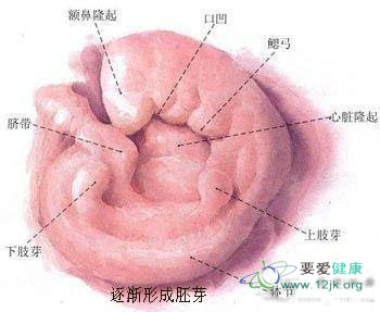 受孕全过程方法图片