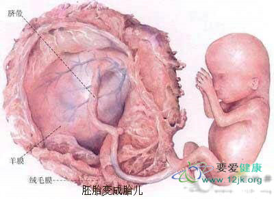 受孕全过程流程图片