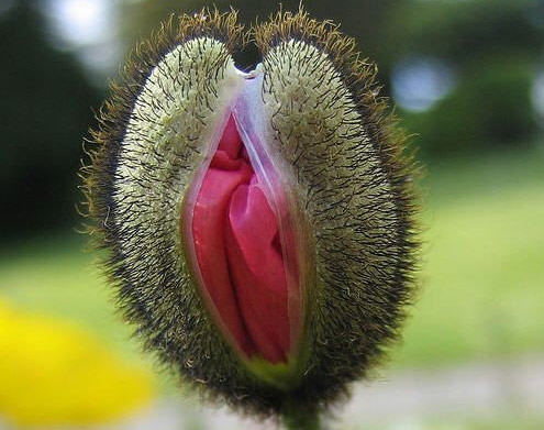 女性阴部美图 让你想象不到的震撼