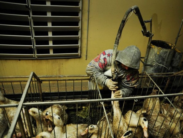 实拍美味鹅肝酱背后的残忍流程