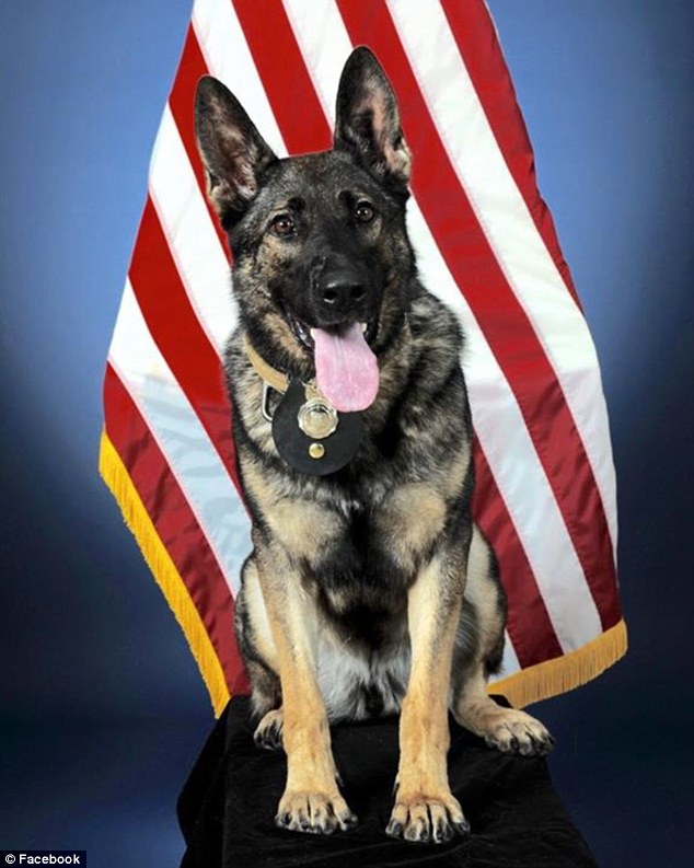 缉毒犬被安乐死之前