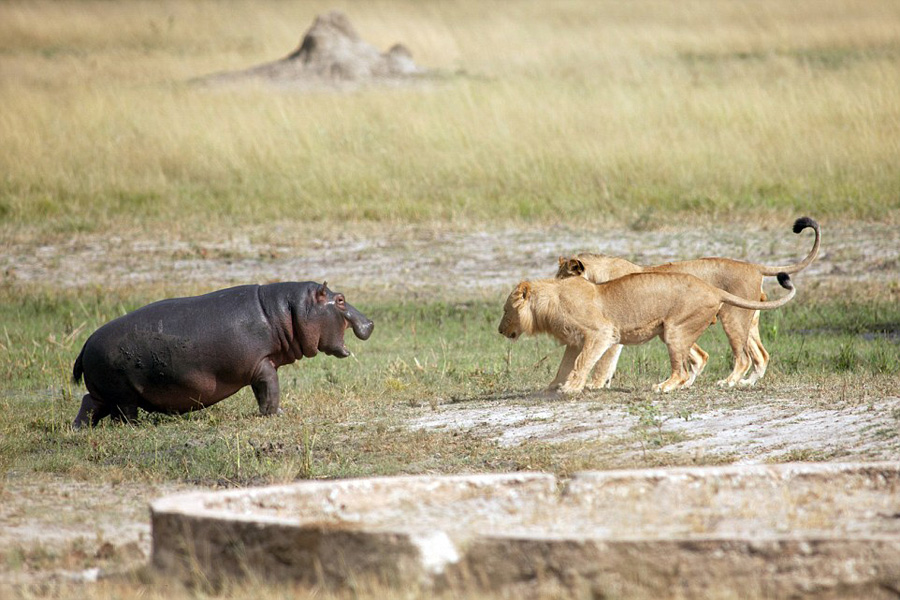 狮子欲捕食小河马的结果