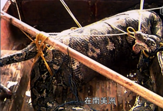 马来西亚巨蟒食人真实事件 蟒蛇吃人恐怖图片