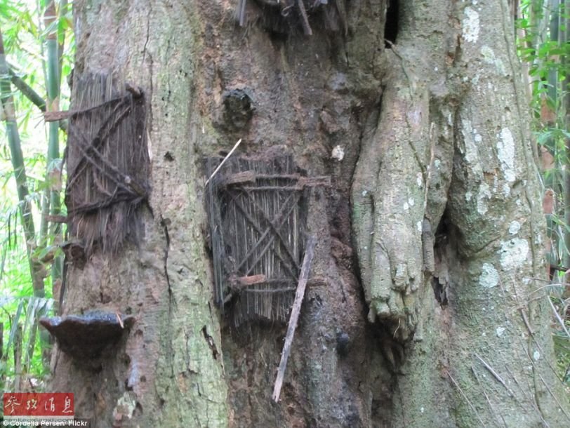 他们将死婴埋进树里让其回归自然