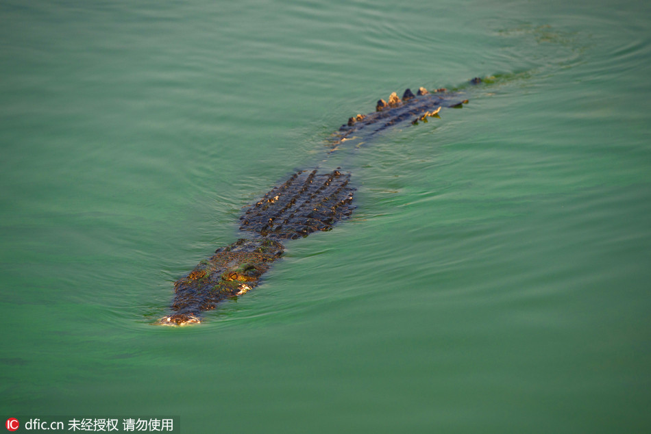 華人企業家的鱷魚王國:泰國北欖鱷魚動物園