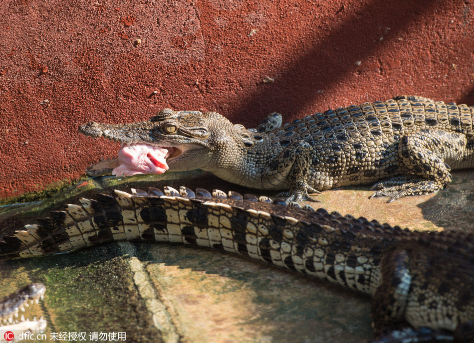 华人企业家的鳄鱼王国:泰国北榄鳄鱼动物园