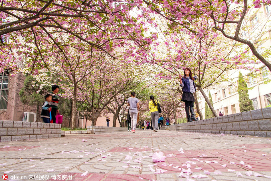 河南农业大学:樱花3月,河南农业大学校园内五六十米长的"樱花巷"两旁